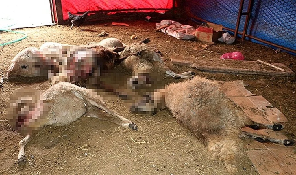 Ağıla giren kurt sürüsü, 40 koyunu telef etti