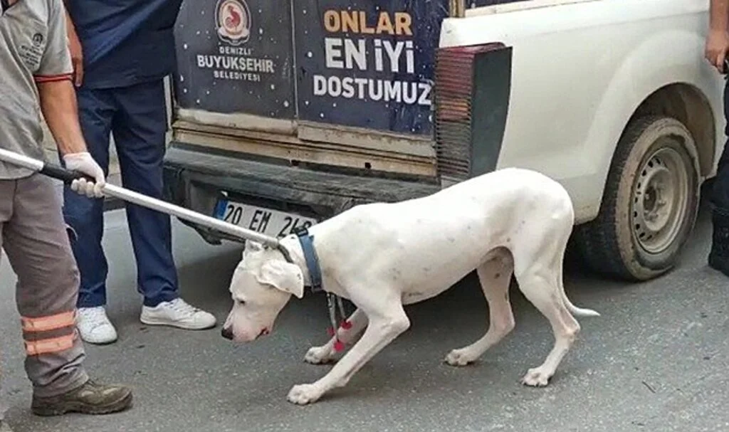 Alkollü sürücünün polisi ısıran köpeğine el konuldu