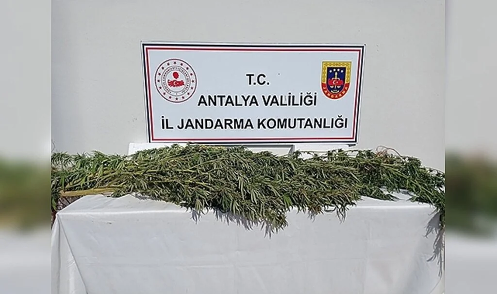 Antalya'da 17 kök kenevir ele geçirildi