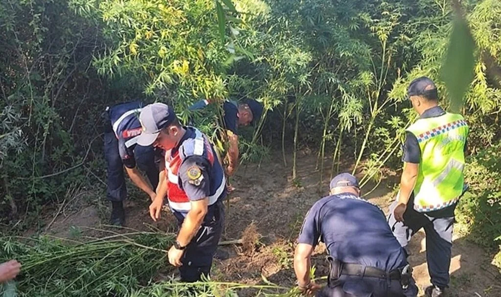 Antalya'da 80 kök kenevir ele geçirildi