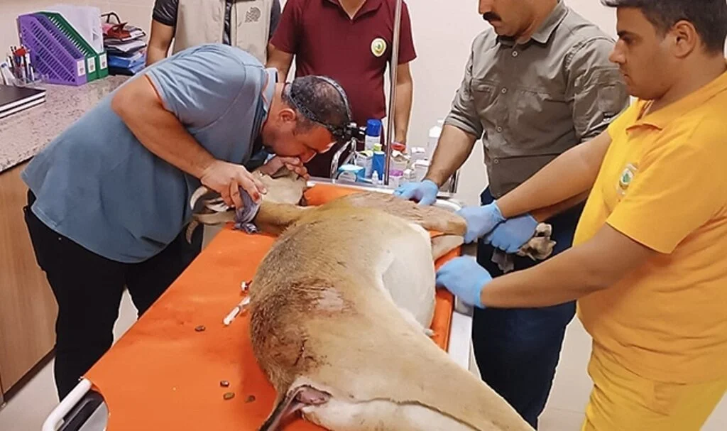 Av tüfeğiyle vurulan yaban keçisi kurtarılamadı