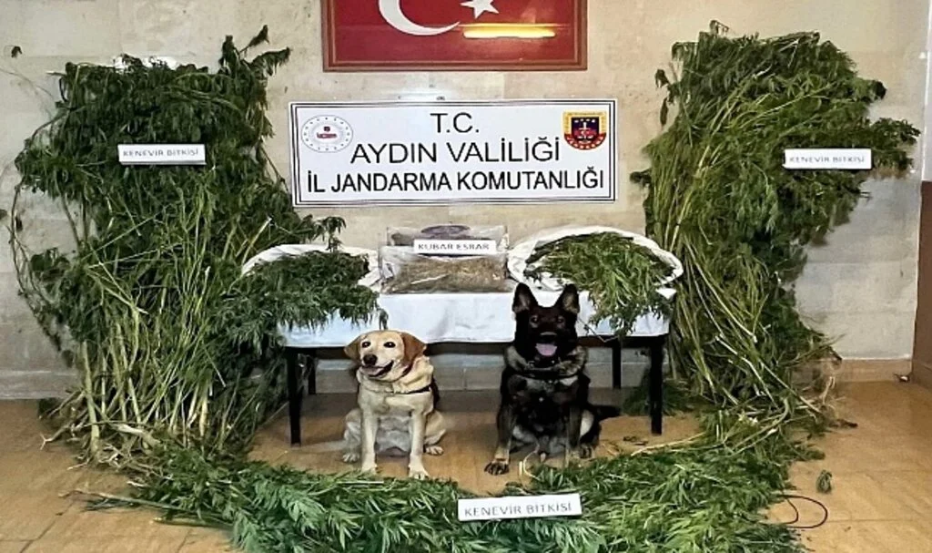 Aydın İl Jandarma Komutanlığı uyuşturucuya geçit vermiyor