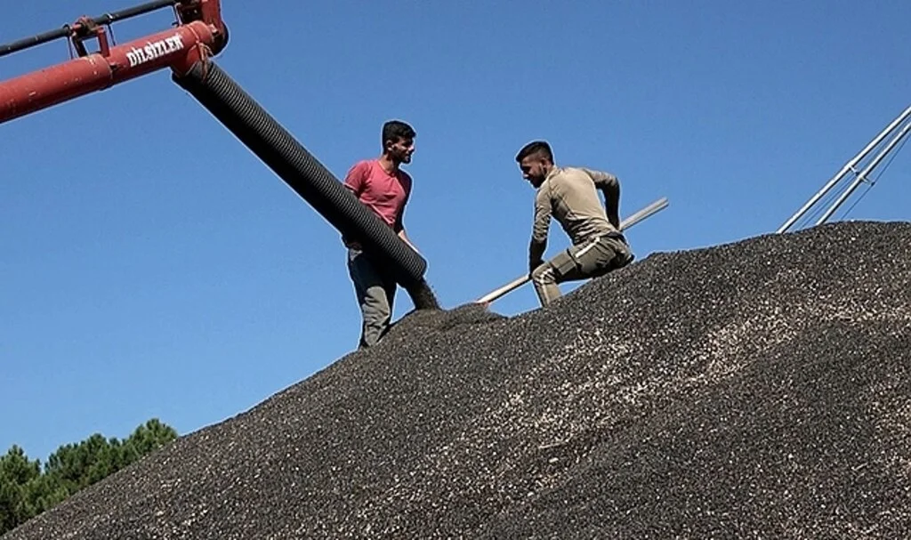 Bafra'da ayçiçeği alımları başladı
