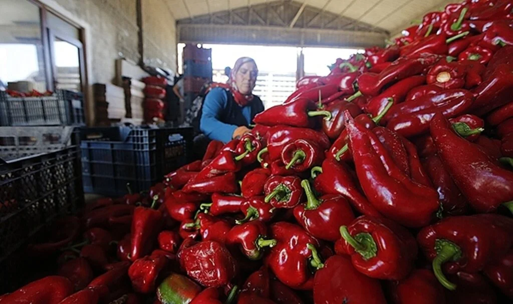 Bafra ve Çarşamba ovalarında yetişen kapya biber tarlada alıcı buluyor