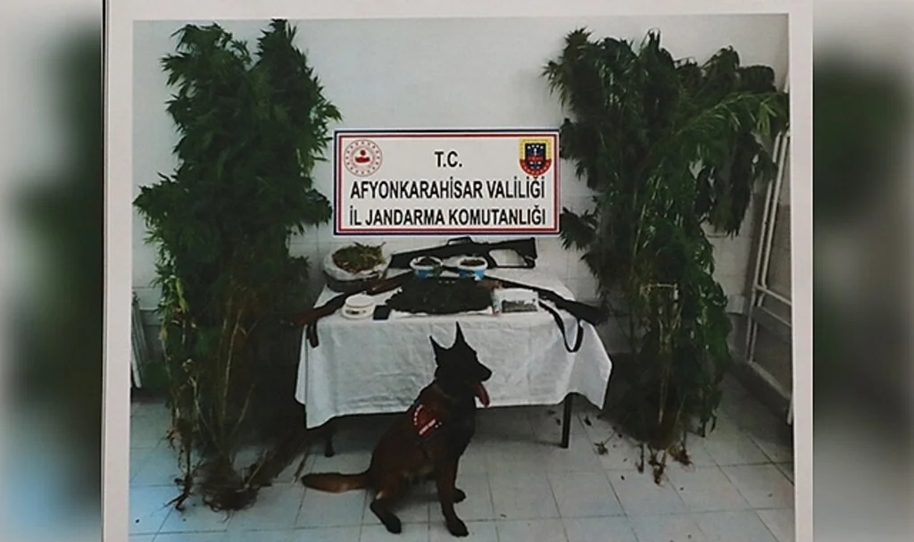 Bahçesine kenevir eken şahıs jandarma operasyonuyla yakalandı