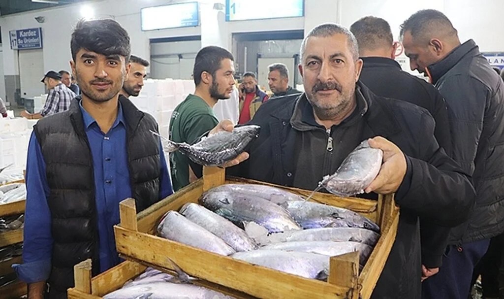 Samsun'da balık mezadında kasalar dolusu palamut kapış kapış satıldı