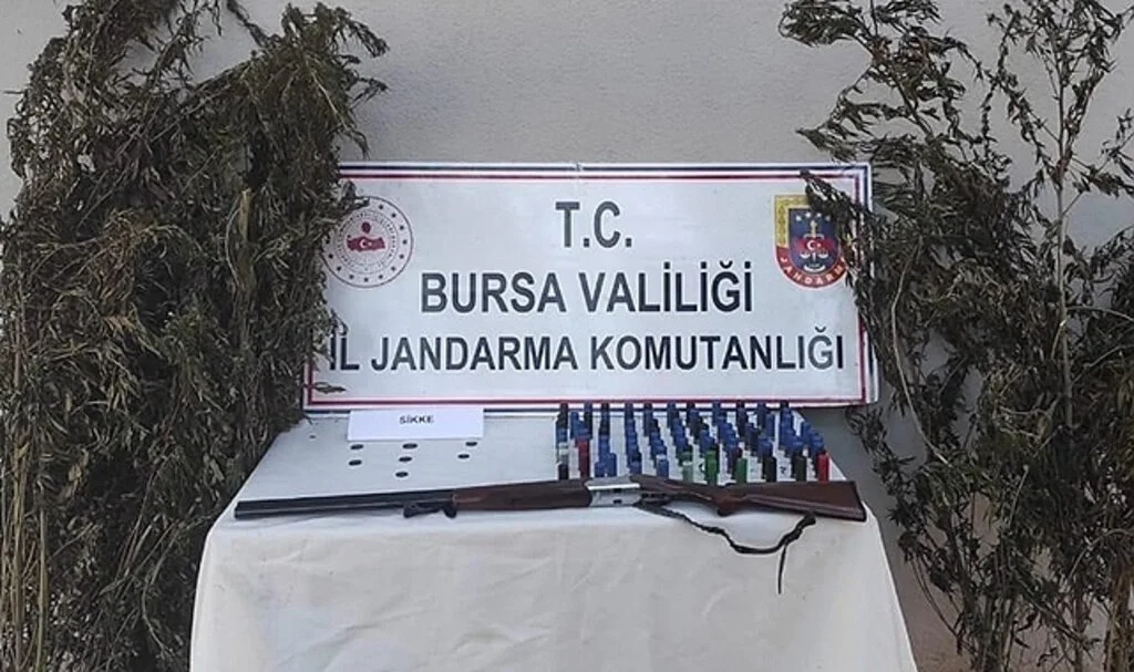 Bursa'da kenevir tarlasına jandarma baskını