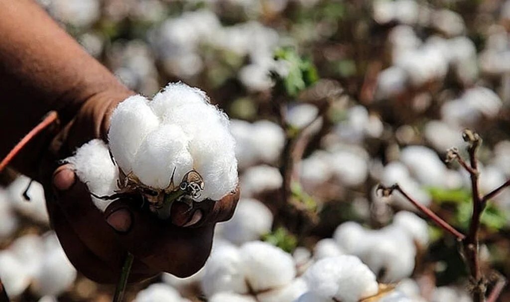 Çukurova'da hasadına başlanan pamuktan 170 bin ton rekolte bekleniyor