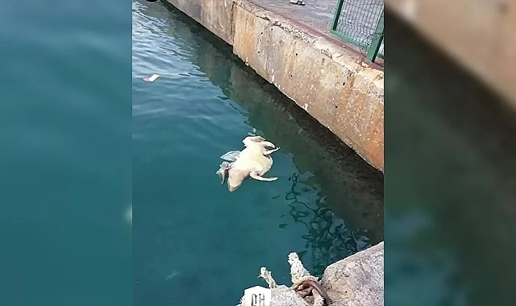 Didim açıklarında ölü kaplumbağalar kıyıya vurdu