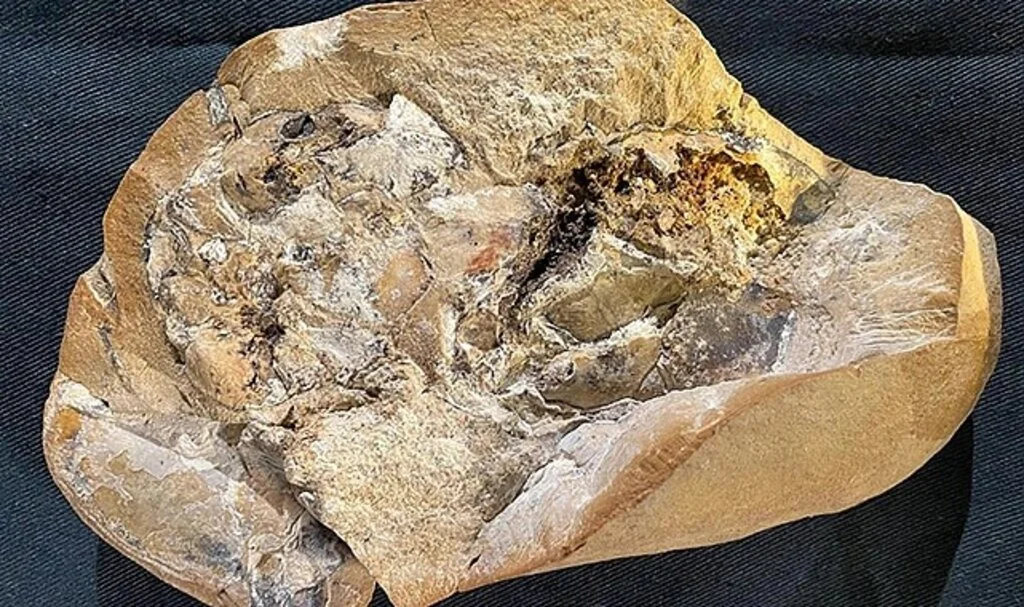 Dünyanın en eski kalbi bulundu