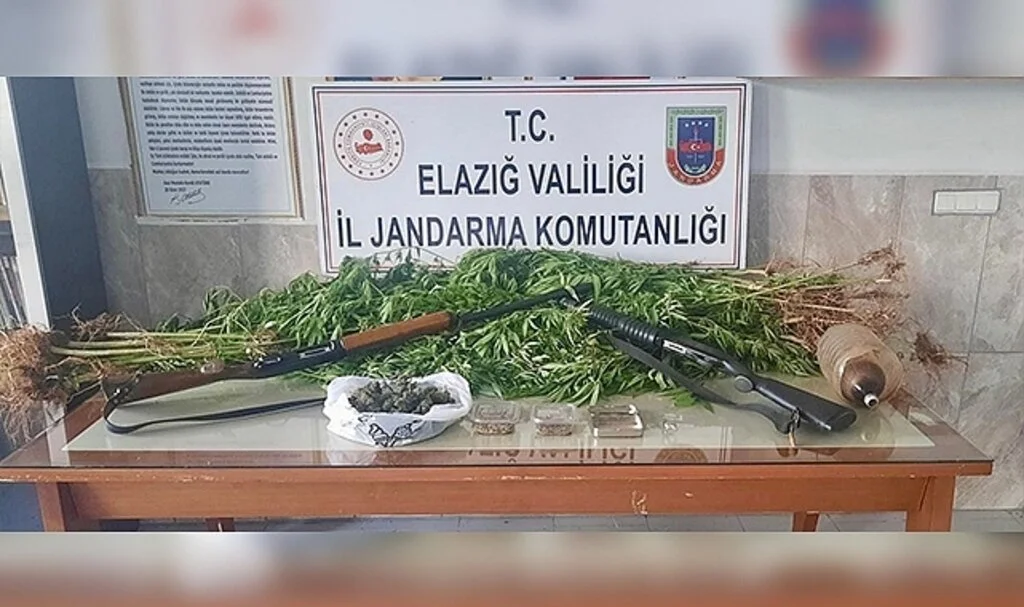 Elazığ'da 354 kök kenevir ele geçirildi, 1 şüpheli yakalandı
