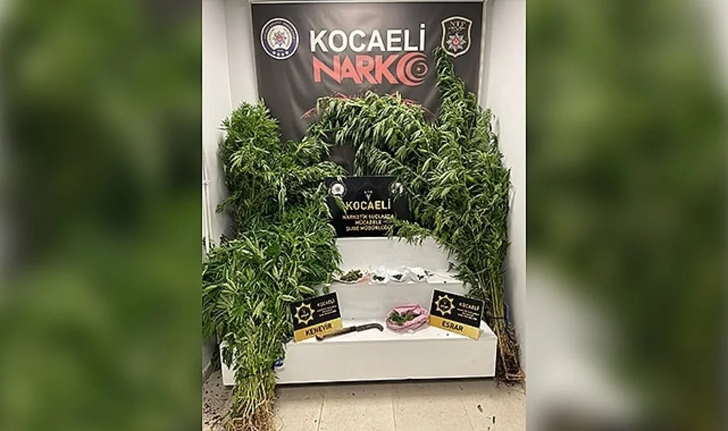 Elindeki orakla Hint keneviri keserken suçüstü yakalandı
