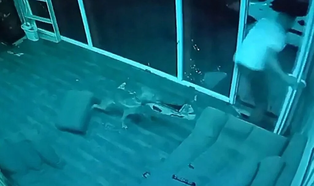 Esenyurt'ta köpeği ile şakalaşırken nereye kaçacağını şaşırdı
