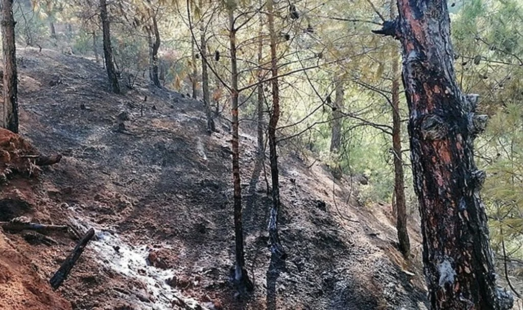 Hatay’da ormanlık alanda çıkan yangına müdahale sürüyor
