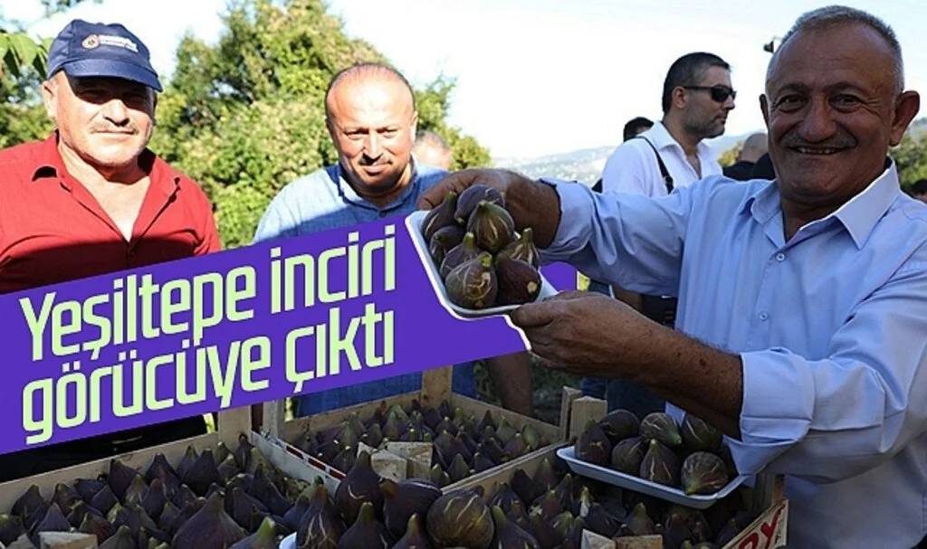 İlkadım'da Yeşiltepe inciri görücüye çıktı