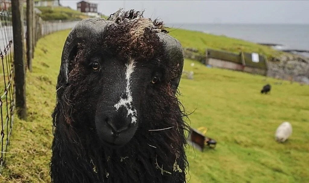 İnsandan fazla koyunun yaşadığı ülke: Faroe Adaları
