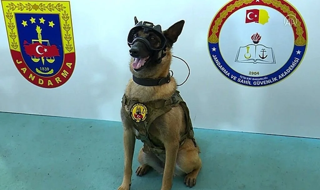 Jandarmada görevli saldırı köpeği "Maşa" da TEKNOFEST'te