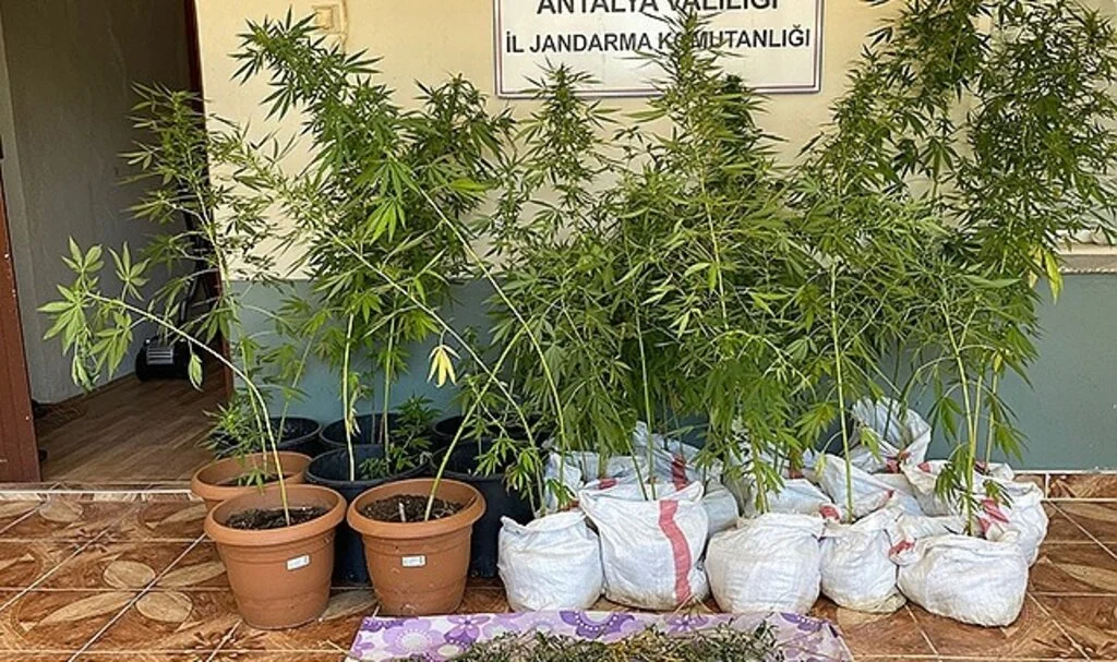 Jandarmanın fark ettiği koku kenevir bahçesini ortaya çıkardı