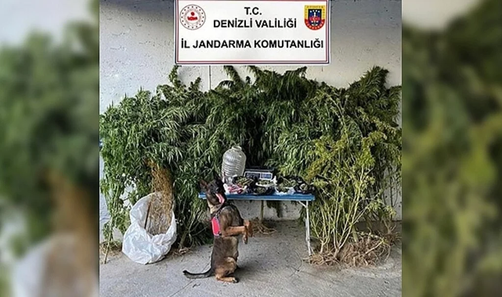 Jandarmanın operasyonunda 2,5 kilo esrar ele geçirildi