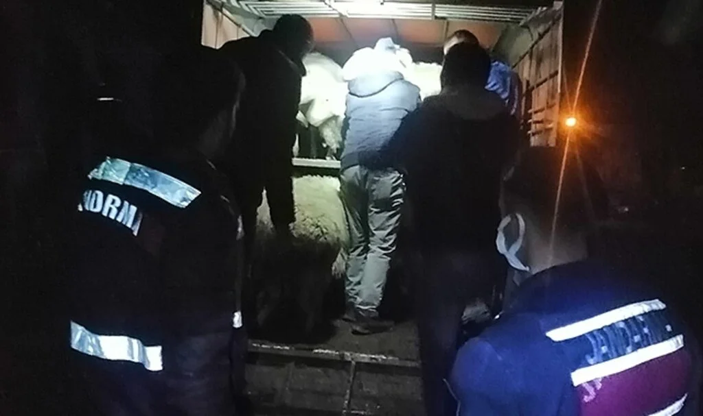 JASAT’tan koyun hırsızlarına operasyon