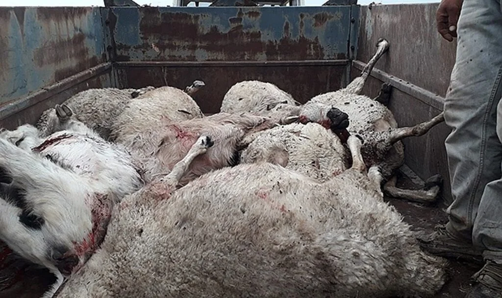 Kahramanmaraş'ta sağanak yağış etkili oldu