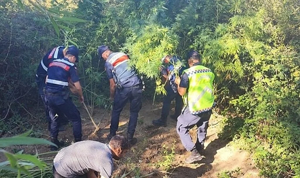 Kamu arazisine kenevir eken şahıs gözaltına alındı