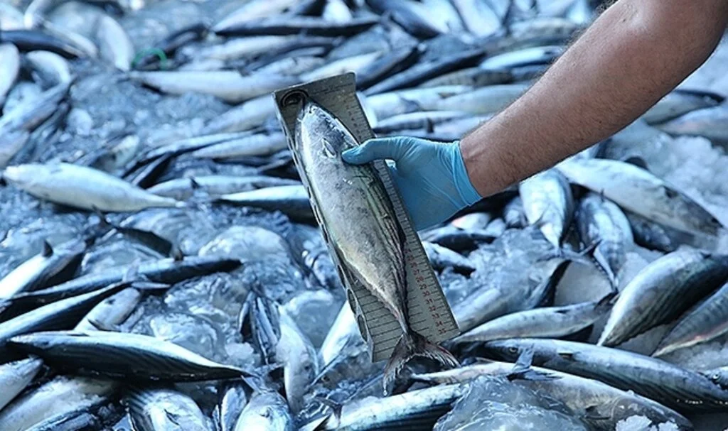 Karadeniz'de avlanan gırgır teknelerinde "balık boyu" denetimi yapıldı