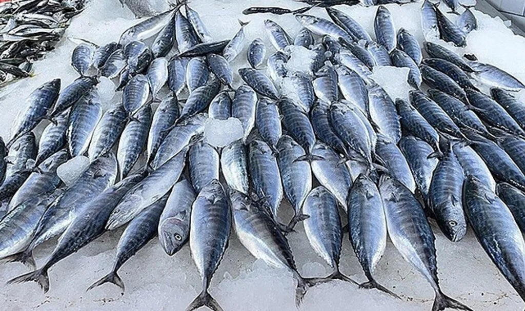 Karadeniz'de deniz suyu sıcaklığı balık avcılığını olumsuz etkiledi