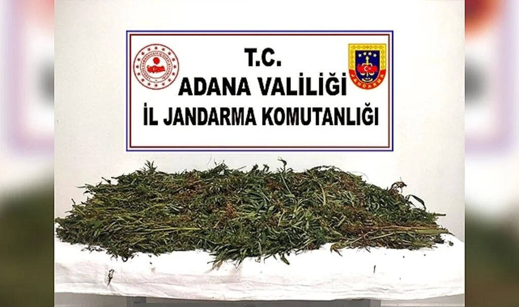 Kenevirleri sökerken suçüstü yakalandılar