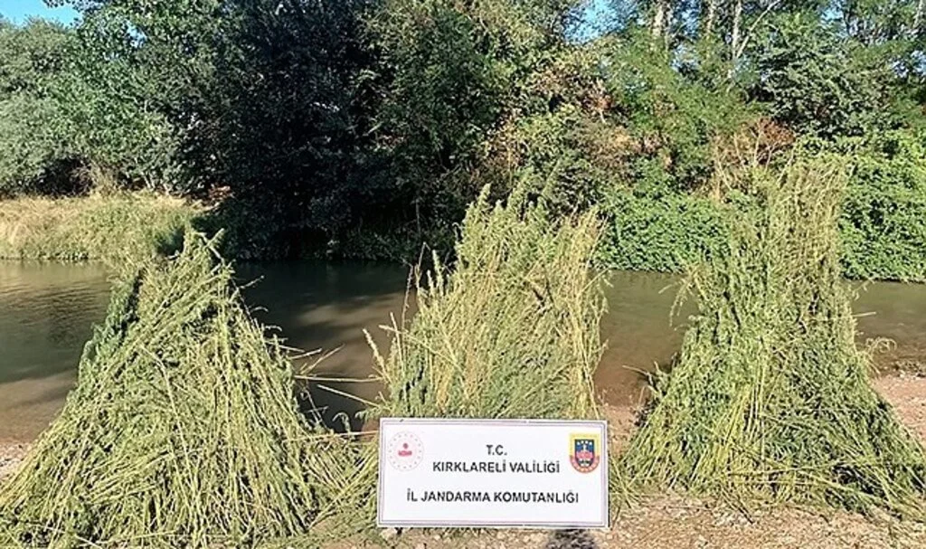 Kırklareli’nde 160 bin kök hint keneviri ele geçirildi