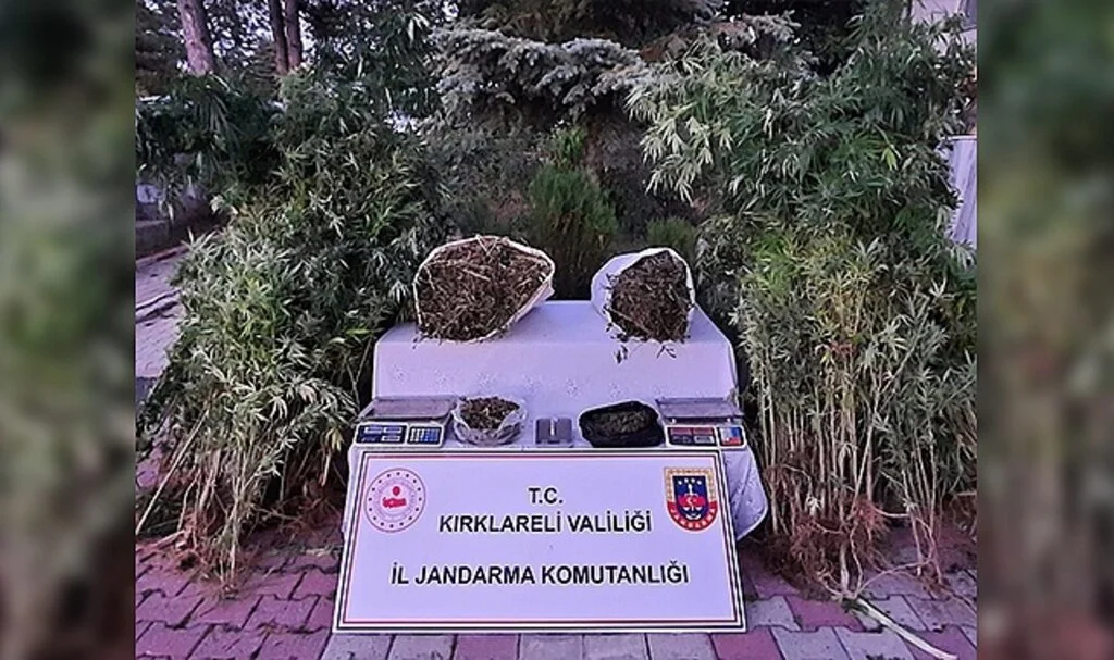 Kırklareli’nde 558 kök Hint keneviri ele geçirildi