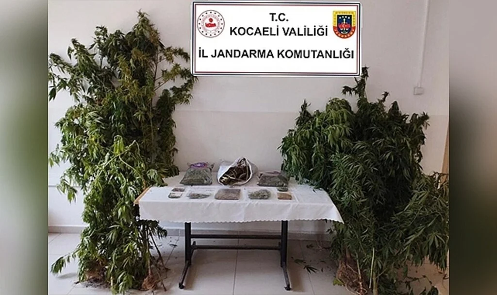  Kocaeli'de jandarma bin 280 kök kenevir ile 11 kilo uyuşturucu ele geçirdi