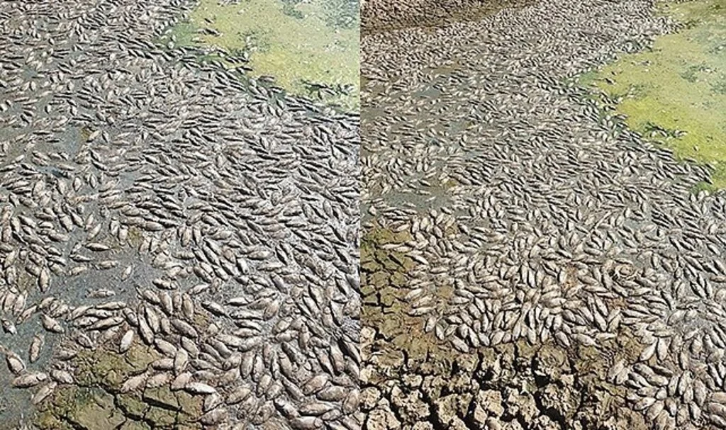 Kuraklık nedeni ile suyu çekilen gölette binlerce balık telef oldu