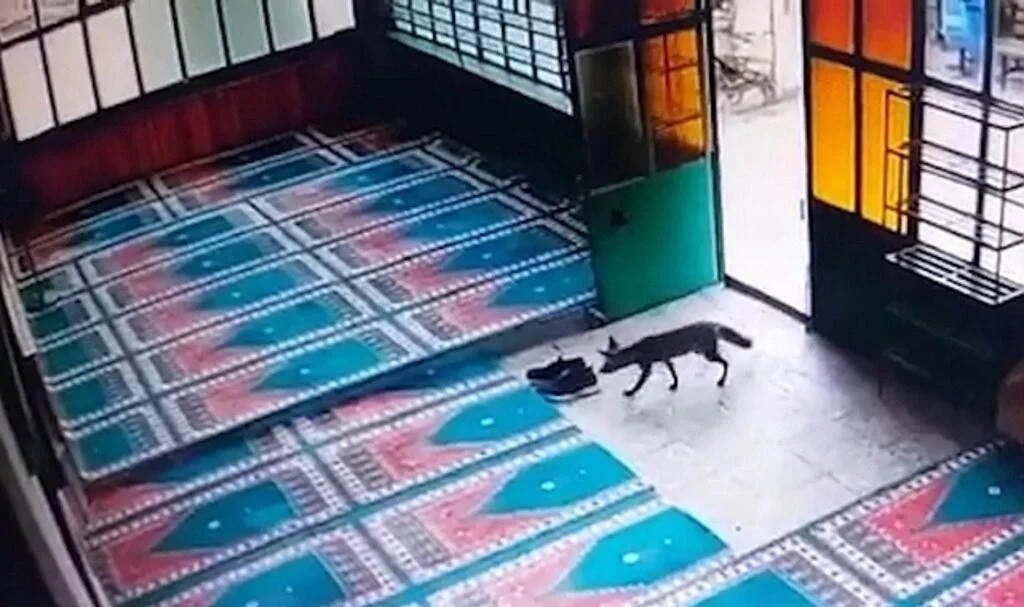 Kurnaz tilki önce cami imamının ayakkabısını, sonra köyün tavuğunu çaldı