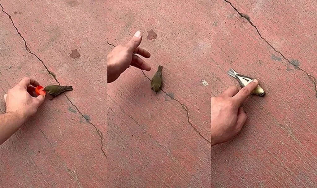 Kuşu kalp masajıyla hayata döndürdü