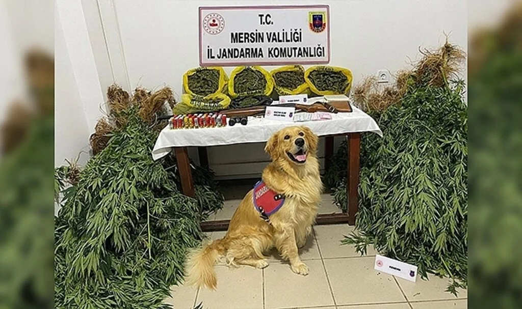 Mersin'de evlerinin bahçesinde uyuşturucu yetiştiren 2 şüpheli yakalandı