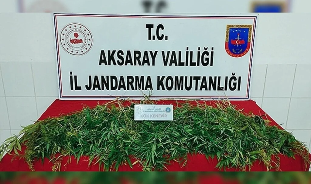 Mısır tarlasına kenevir operasyonu