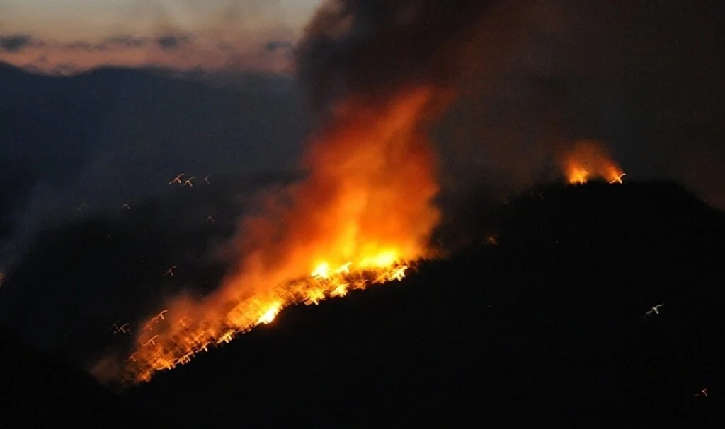 Muğla Gökova yangını devam ediyor