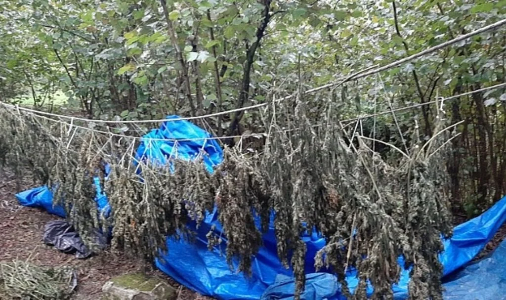 Ordu'da 13 kilo 250 gram kurutulmuş Hint keneviri ele geçirildi