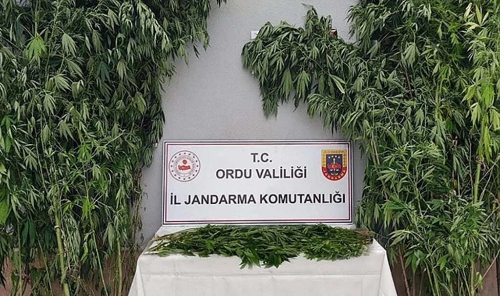 Ordu’da uyuşturucu operasyonunda bir kişi tutuklandı