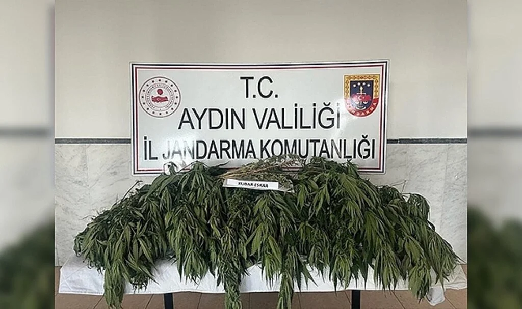 Orman içerisine ektiği kenevirleri sularken yakalandı