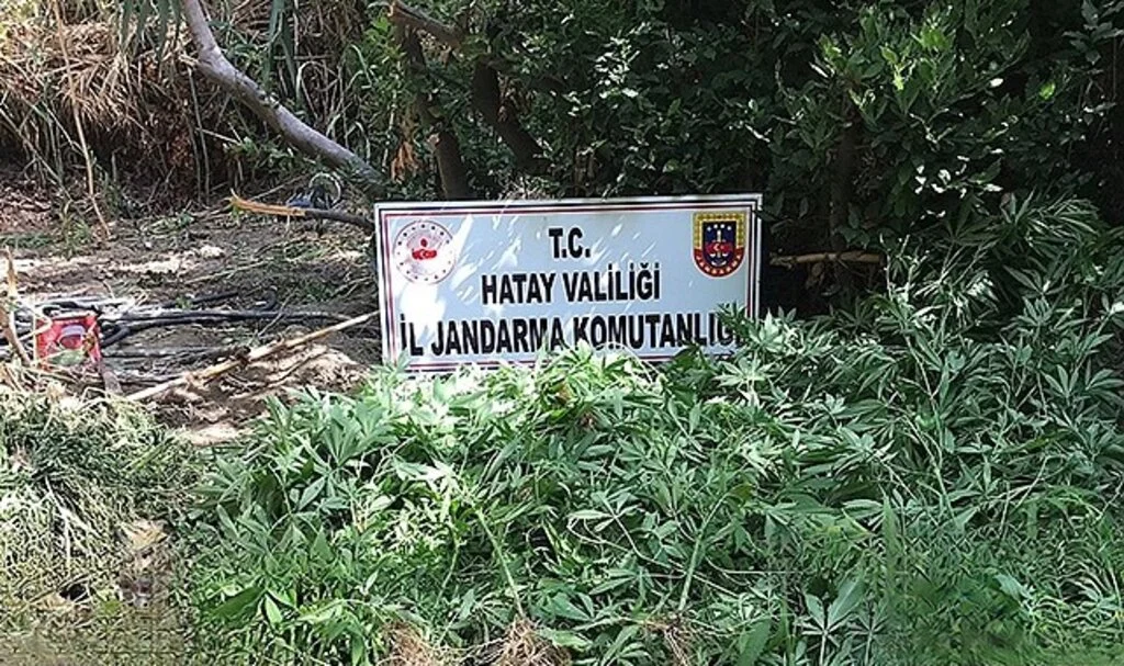 Ormanlık alanda 322 kök kenevir bitkisi ele geçirildi.