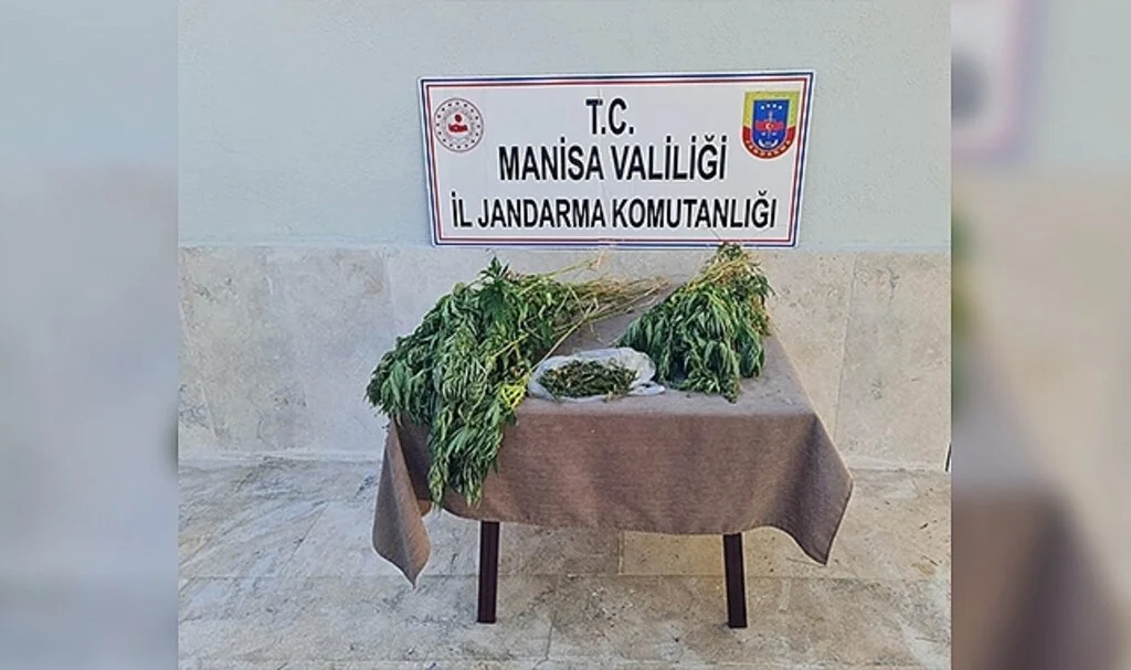 Ormanlık araziye kenevir ekmişler