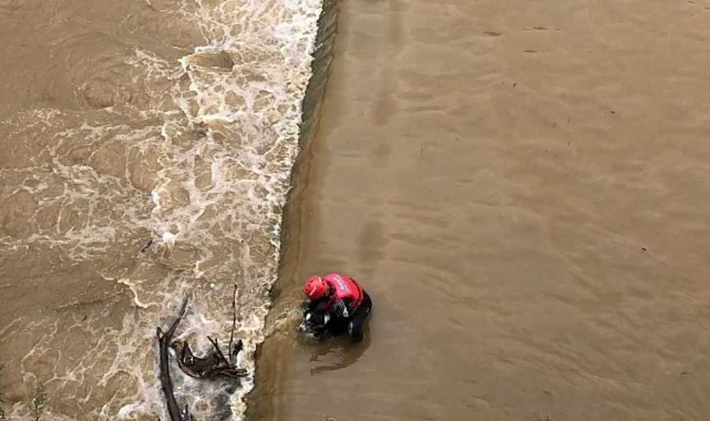 Rize'de dereden köpek kurtarma operasyonu