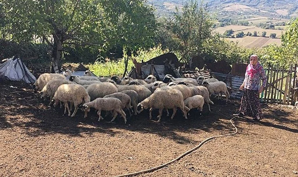Samsun'da  Ağıla giren kurt 24 koyunu telef etti, 15 koyunu da yaraladı