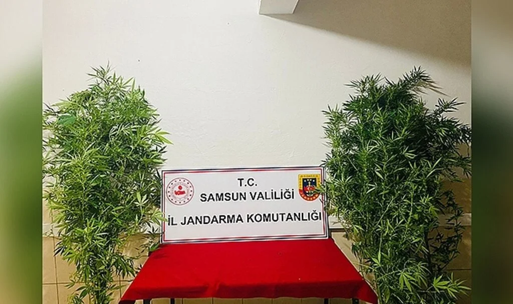Samsun'da Jandarma 12 kök kenevir ele geçirdi: 1 gözaltı