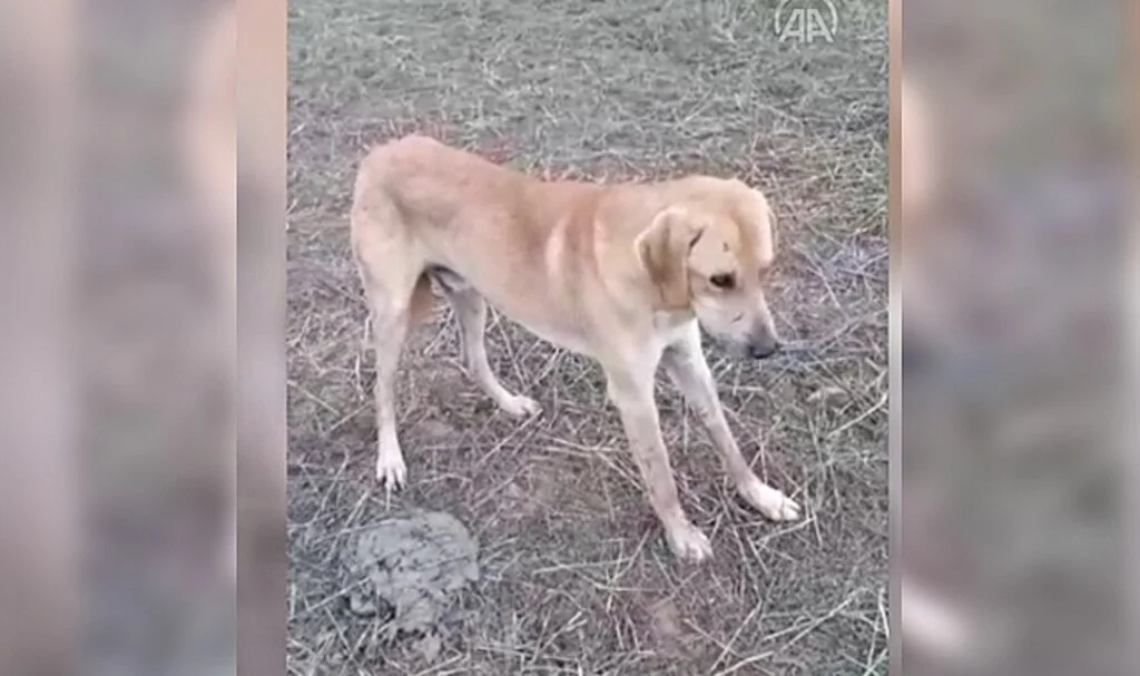 Samsun'da sahipsiz köpeklerin zehirlendiği iddiası