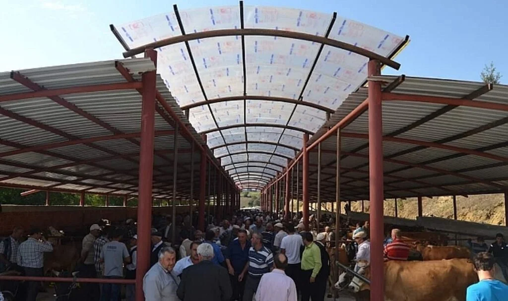Samsun'da şap endişesi 