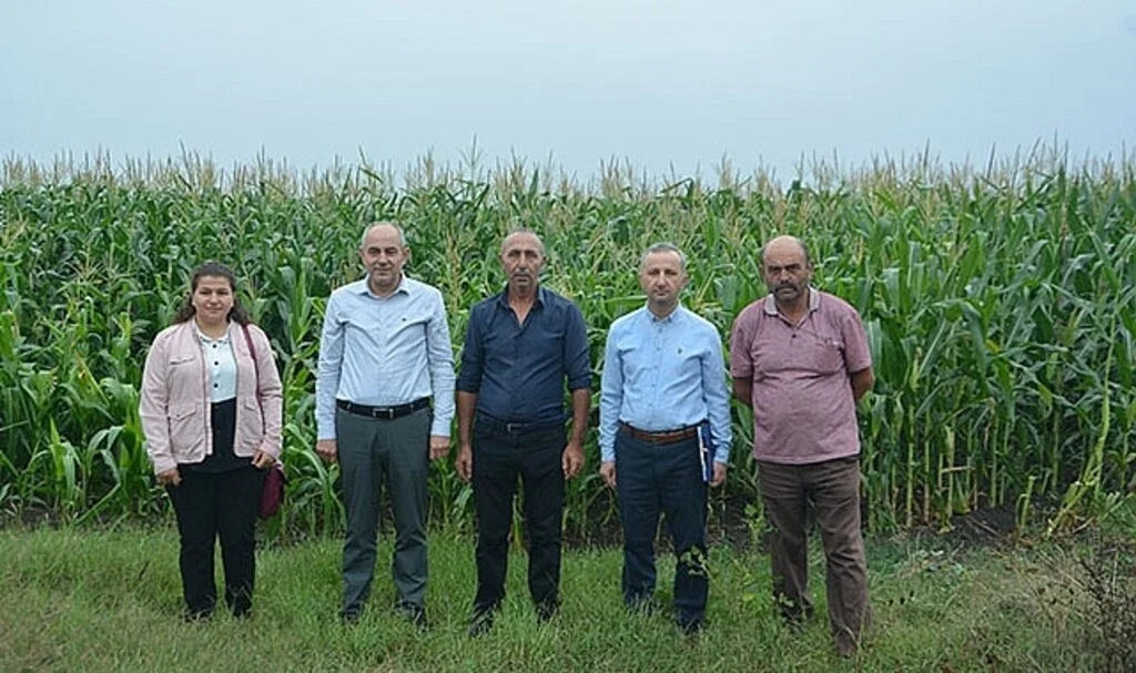 Samsun'da Silajlık mısır hasadı devam ediyor