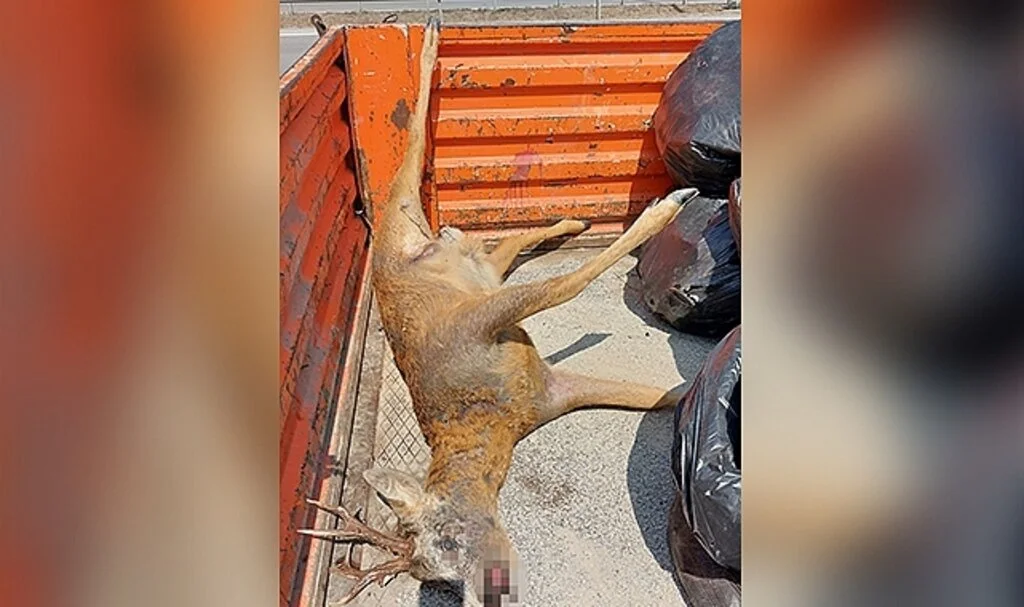  Samsun'da yola çıkan karaca araç çarpması sonucu telef oldu
